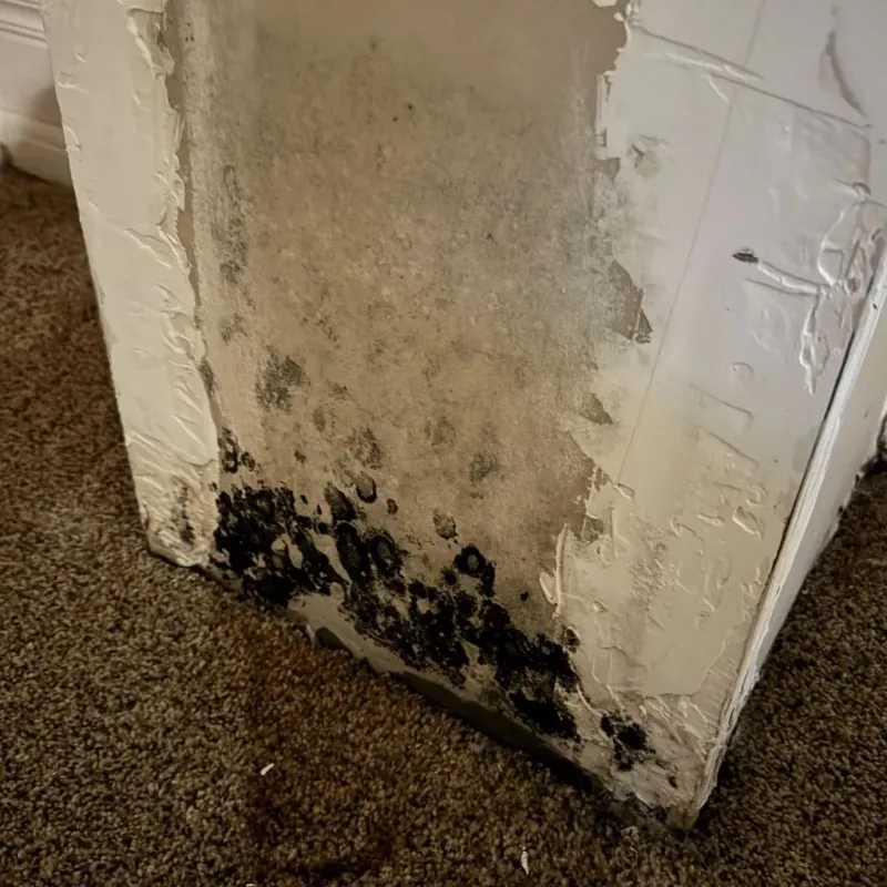 Professional Mold Removal in Iron County, MO